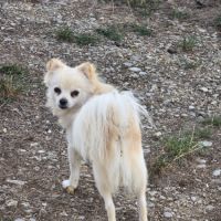 2 jeunes spitz mâles #2