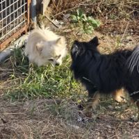 2 jeunes spitz mâles #5
