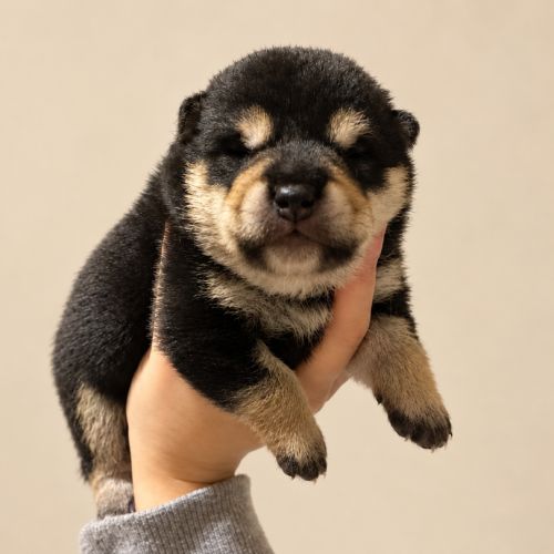 Shiba inu lof #1