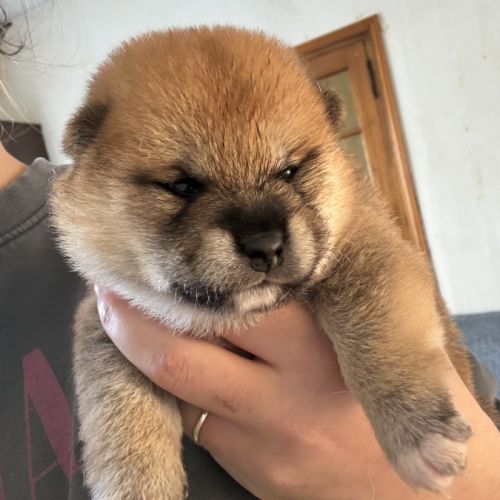 Shiba inu lof #4