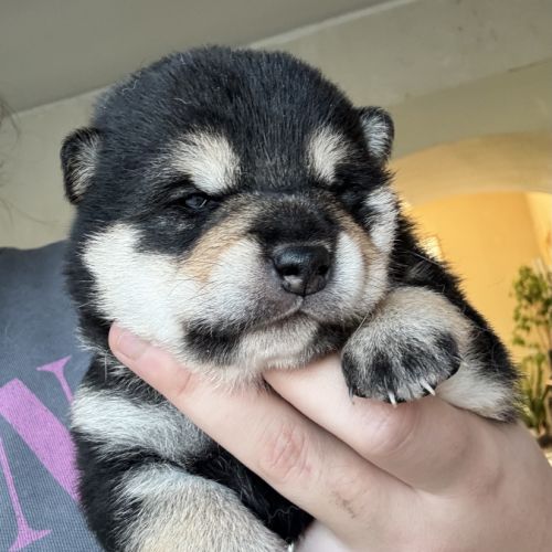 Shiba inu lof #5