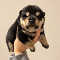 Shiba inu lof #1