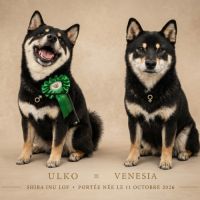 Shiba inu lof #0