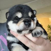 Shiba inu lof #5