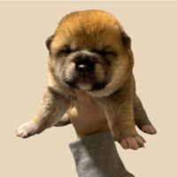 Shiba inu lof #6