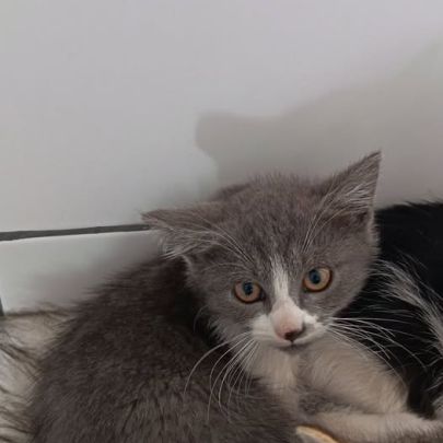 Chat nuage à l adoption