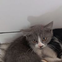 Chat nuage à l adoption