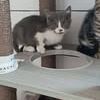 Chat nuage à l adoption #2