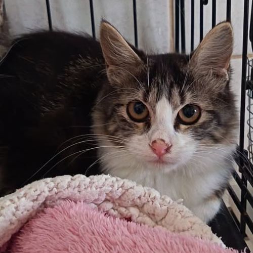 Chat felines à l adoption
