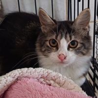 Chat felines à l adoption
