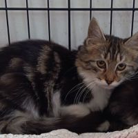 Chat bambi à l adoption