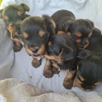 Chiot mâles yorkshire terrier