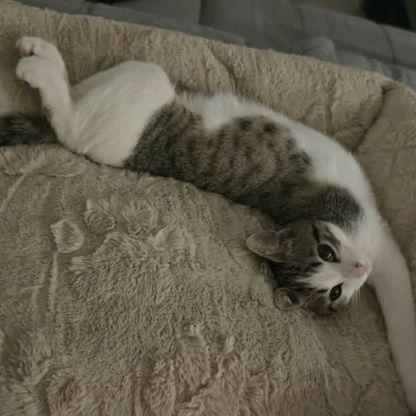 Chat loki à l adoption