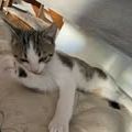Chat loki à l adoption #3