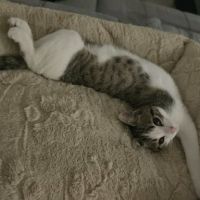Chat loki à l adoption