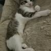 Chat loki à l adoption #2