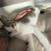 Chat loki à l adoption #4