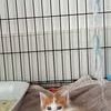 Chat isidore à l adoption #2
