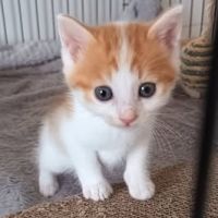 Chat isidore à l adoption