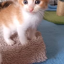 Chat walter à l adoption