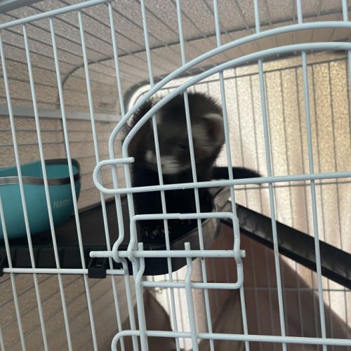 À adopter : furet de 4 mois avec sa cage #0