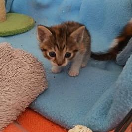 Chat virgule à l adoption