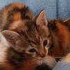 Chat virgule à l adoption #2