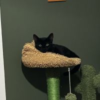 Loulie, adorable chaton à l'adoption #1
