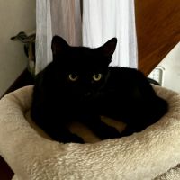 Loulie, adorable chaton à l'adoption
