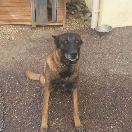 Donne malinois 7ans  contre bon soins