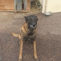 Donne malinois 7ans  contre bon soins #0