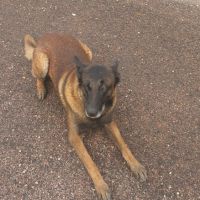 Donne malinois 7ans  contre bon soins #2