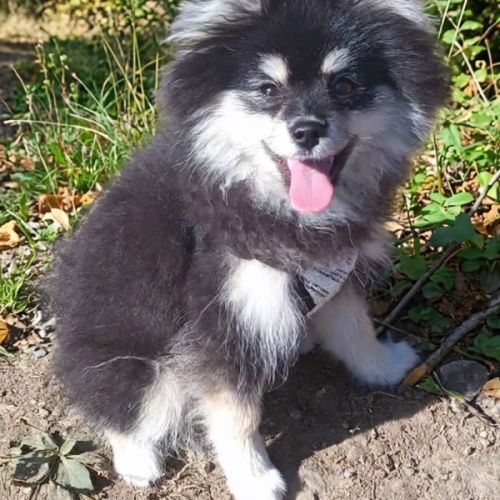 Femelle pomsky toy #1
