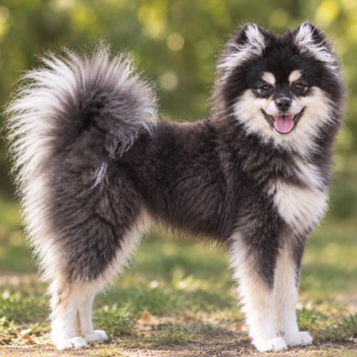 Femelle pomsky toy
