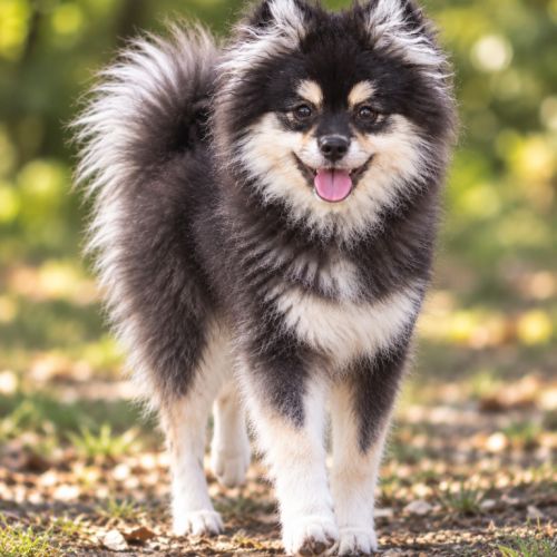 Femelle pomsky toy #3