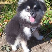 Femelle pomsky toy #1