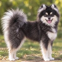 Femelle pomsky toy #0