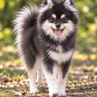 Femelle pomsky toy #3