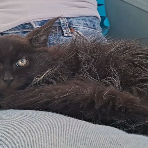 Chaton mâle maine coon loof