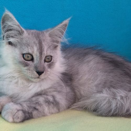 Chaton mâle maine coon loof #3