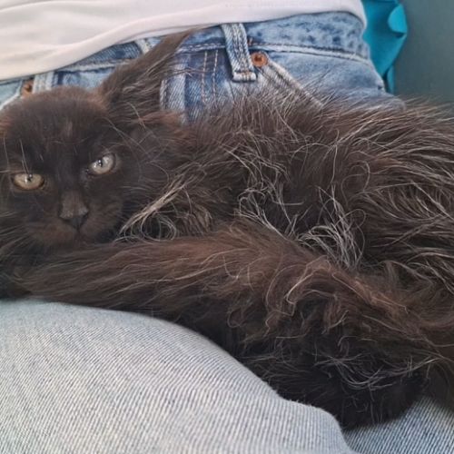 Chaton mâle maine coon loof #4