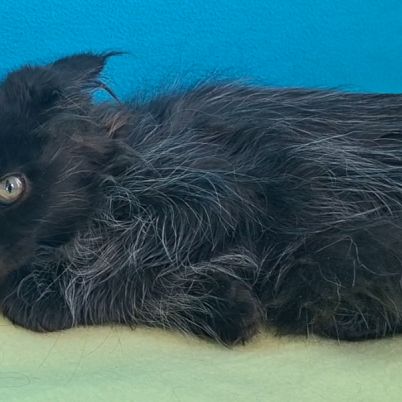 Chaton mâle maine coon loof #6
