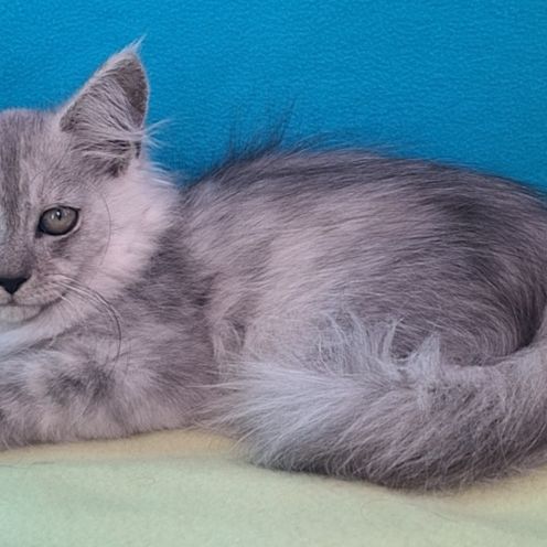 Chaton mâle maine coon loof #7