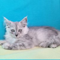 Chaton mâle maine coon loof #2