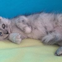Chaton mâle maine coon loof #5