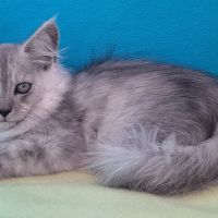 Chaton mâle maine coon loof #7