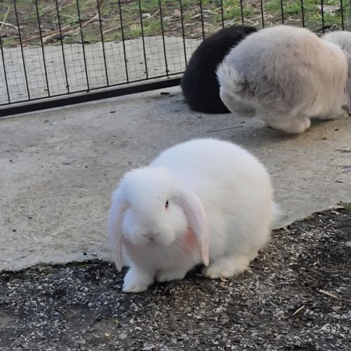 Lapin bélier géant français #1