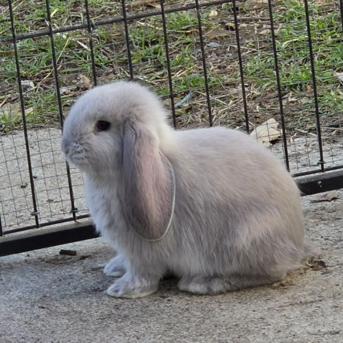 Lapin bélier géant français #2