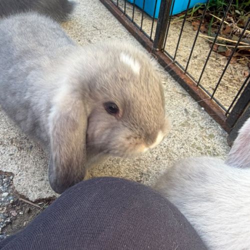 Lapin bélier géant français #4