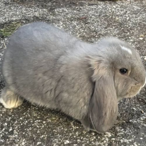 Lapin bélier géant français #0